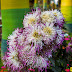 Ashoknagar M. Park Flowers - 1