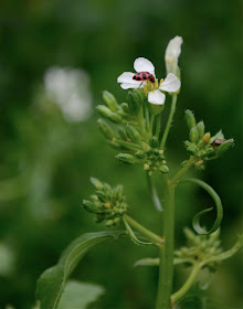 Ladybug on a radish blossom