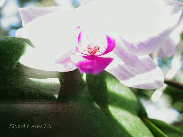 Phalaenopsis aphrodite