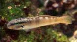 Biodiversité byno goby