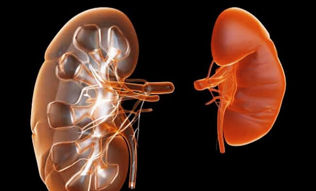 The difference between kidney size
