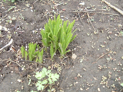 [Photo: Liatris spicata, new growth.]