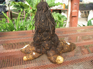 yami tuber