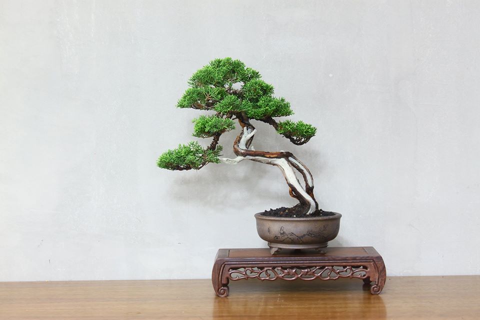 Model Bonsai Gaya Miring (Slanting)