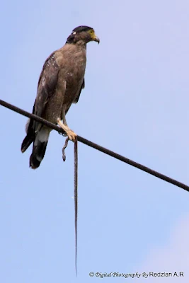 Crested Serpent-Eagle (Spilornis cheela)