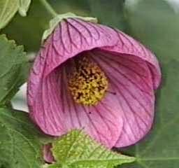 abutilon flor tropical