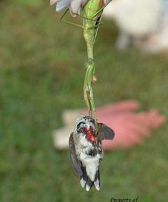 Praying Mantis Preys on Humming Bird