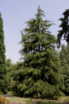 Sequoias-gigantes