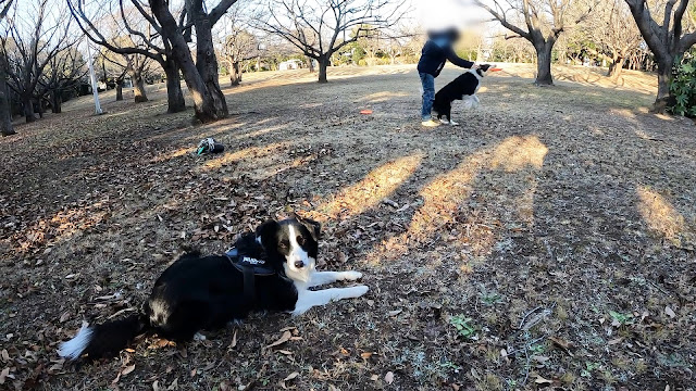 保護犬 ボーダーコリー トーマ