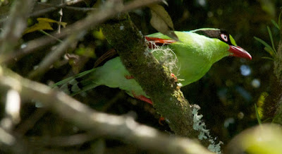 Bornean Green Magpie (Cissa jefferyi)