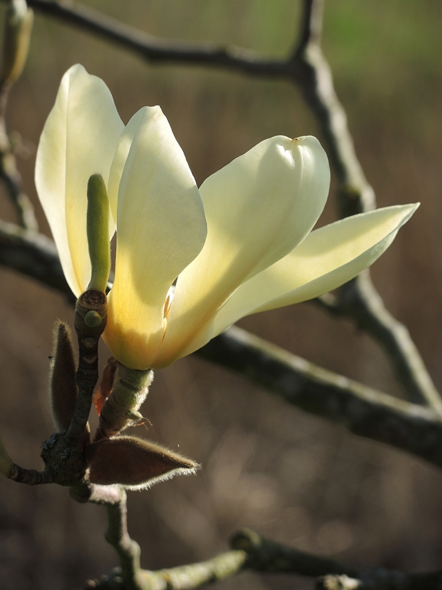 Antwerpen: de Magnoliaroute in het Rivierenhof