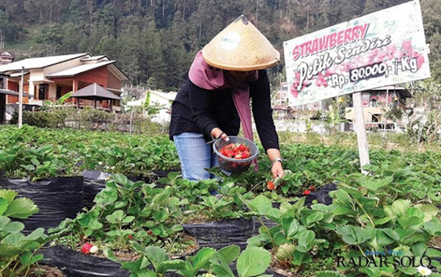 Wisata kebun Petik strawberry di Tawangmangu