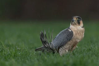 peregrine falcon