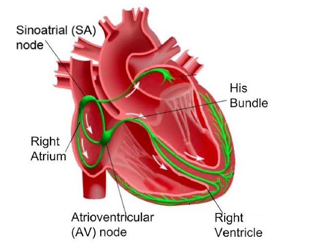 Electrical reactivity of heart
