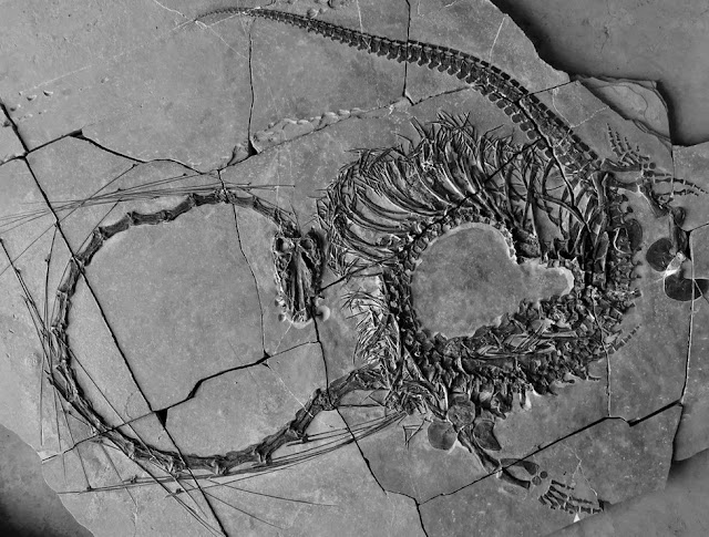 Dinocephalosaurus orientalis. [Credit:National Museums Scotland]