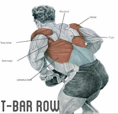 Muscles worked woth a t bar row