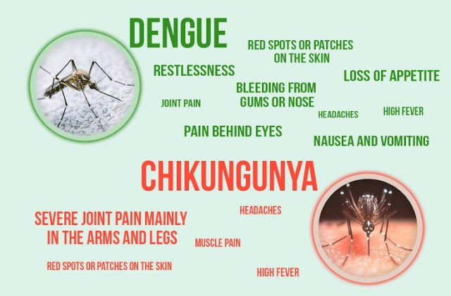 Chikungunya fever! 