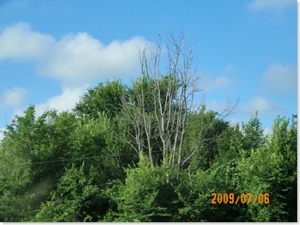 dead tree