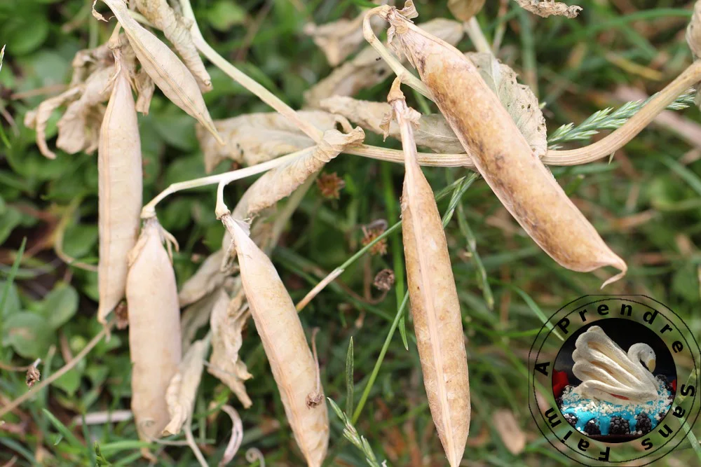 Tout savoir sur les petits pois (pas à pas en photos)