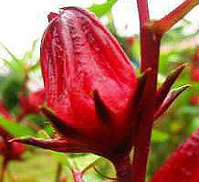 Manfaat Teh Bunga  Rosella  Merah Promosi Blog