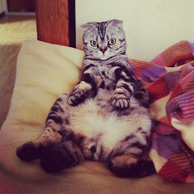 Shishi-Maru is a Scottish Fold cat from Instagram, cute cat pictures, famous Instagram cat