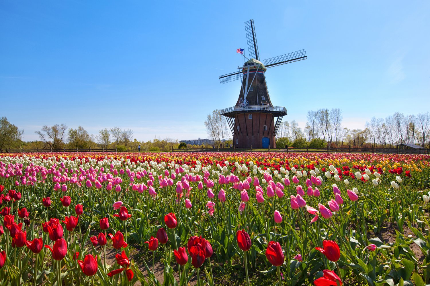 2023 Michigan's Holland Tulip Festival/Beautiful Tulip Farms