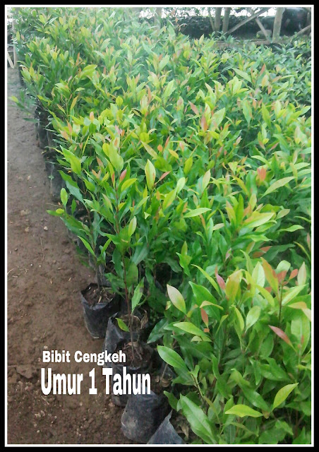 Jual Bibit Tanaman Cengkeh  Siap Tanam Harga Murah 