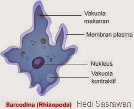 4 Klasifikasi Protista Mirip Hewan (Protozoa)  Hedi Sasrawan