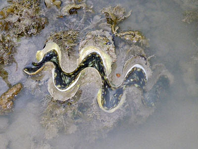 Fluted Giant Clam (Tridacna squamosa)