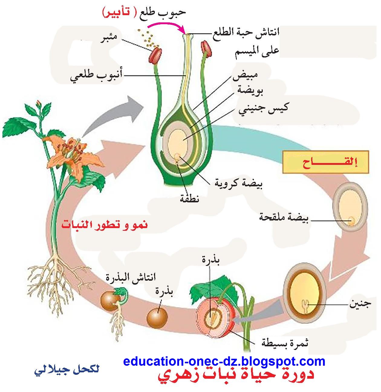 صورة