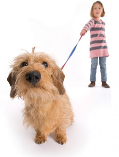 How to Walk Your Dog on A Loose Leash How to Walk Your Dog on A Loose Leash