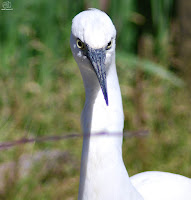 Garceta común. (Egretta garzetta)