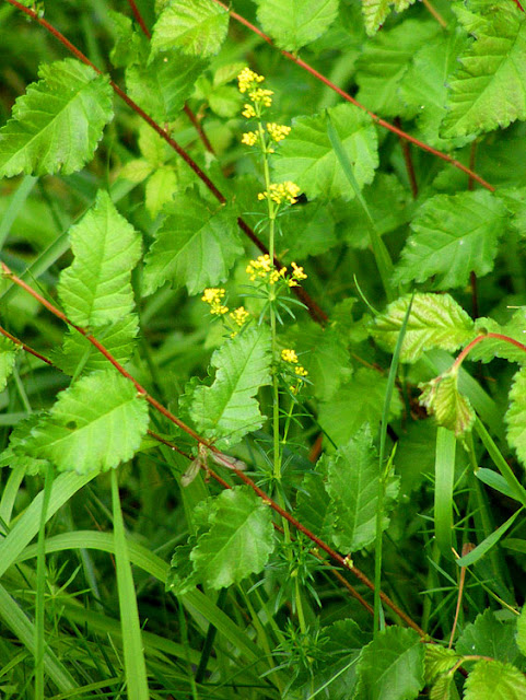Lady's Bedstraw Galium verum.  Indre et Loire, France. Photographed by Susan Walter. Tour the Loire Valley with a classic car and a private guide.