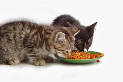 kitten food for adults Kitten food cat eating un gatos que los son sus