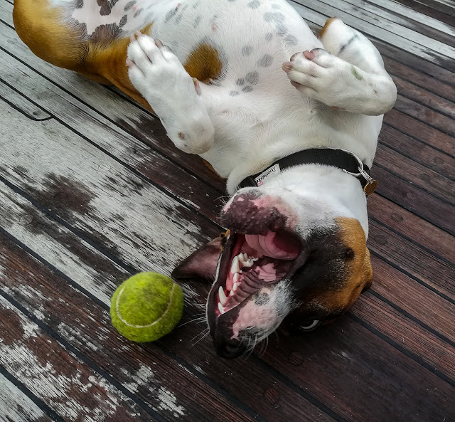 Photo of Ruby playing with her ball on the aft deck