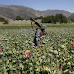 Another Record Opium Crop In Afghanistan