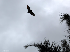 flying fox silhouette