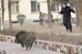 Taiyuan: porco do mato anda como em sua floresta.