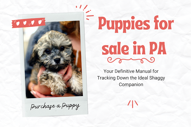 Puppies for sale in PA