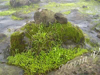 Natures bouquet at Lonavala in India