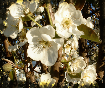 pretty white spring pear blossoms