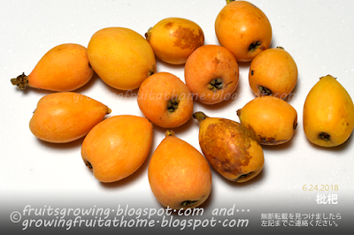 枇杷の収穫 loquat