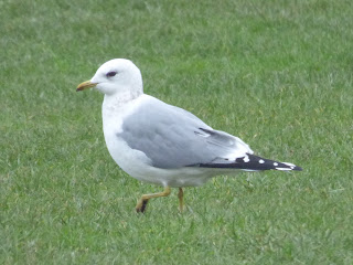 Russian Common Gull candidate