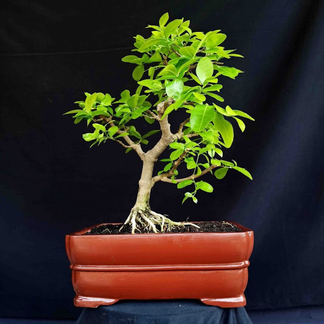 Bonsai Tanaman Hias Pohon Sianci Ceri Barbados Small Natural