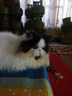 kucing persia peaknose extreme longhair