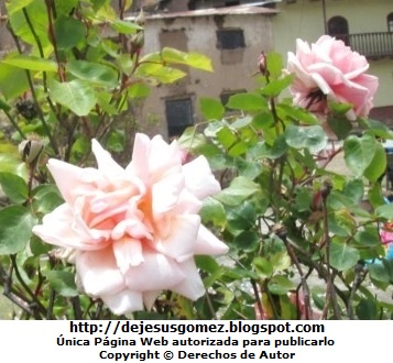 Foto de rosas en la sierra peruana de Jesus Gómez