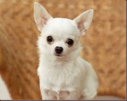 Amazing Animals Pictures Chihuahua (7)