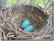 Robin's Nest