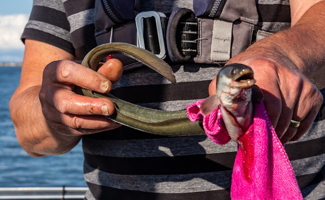 Photo of the eel Phil caught