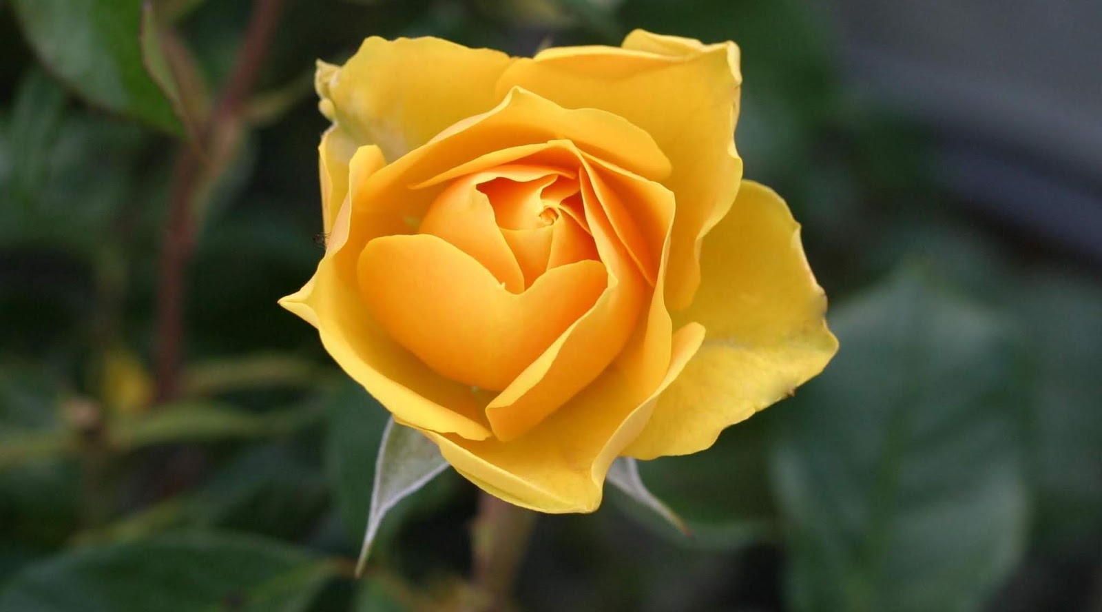  Gambar  Bunga Mawar  Dengan Berbagai Warna Dan  Maknanya 